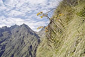 Inca Trail